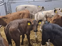 Bovine (lot, sex nespecificat), Simmental cattle — foto 3