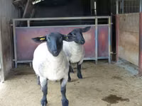 भेड़, White Suffolk sheep — फ़ोटो 1