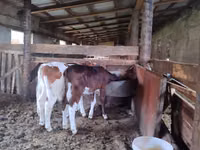 Vacă, Russian Black pied cattle — foto 2
