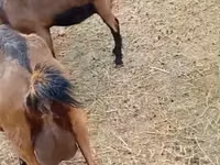 Capră, Saanen goat — foto 8