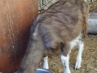 Boucs, Toggenburg goat — photo 4