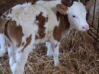Bull, Simmental cattle — photo 4