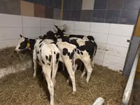 Sigir, Russian Black pied cattle — 1-rasm