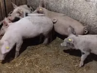 Scroafă, Porci — foto 5