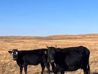 Kuh, Aberdeen-Angus — Foto 1