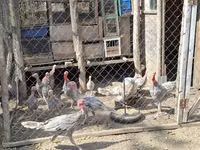 Turkeys — Foto 2