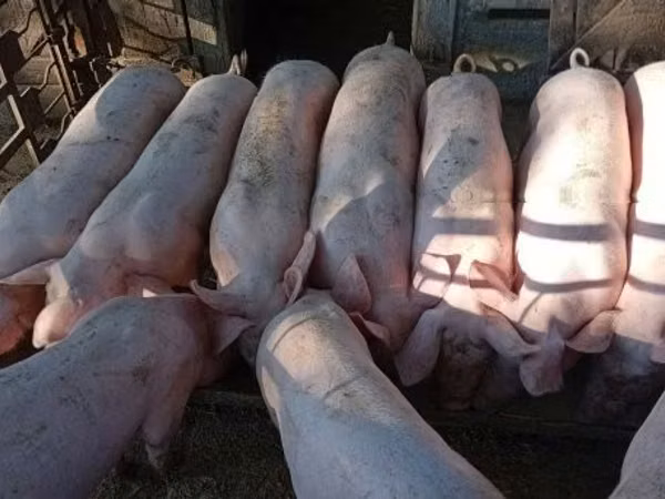 Eber, Schweine