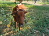 母牛, Cattle — 照片 1