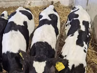 Buğa, Russian Black pied cattle — foto 3