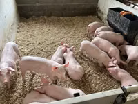 Porci (lot, sex nespecificat) — foto 2