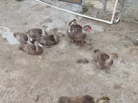 Ducks — फ़ोटो 8