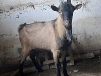 Bode, Oberhasli goats — foto 3