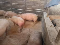 母猪, Pigs — 照片 1
