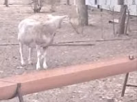 Sheep (batch, sex not specified), Sheep — photo 1
