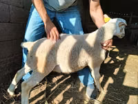 كبش, Dorper sheep — الصورة 4