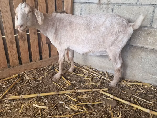 Cabra, Nubian Goat