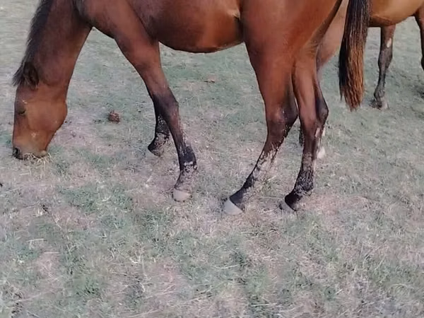 公马, Horses