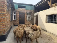 Carnero, Rhon sheep — foto 5