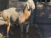 मेढ़ा, Arashan sheep — फ़ोटो 1