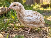 Quails — foto 1