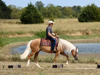 公马, Quarter Horse — 照片 4
