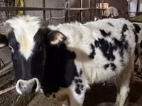 Bull, Russian Black pied cattle — photo 2