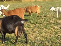 Cabra, Alpine goat — foto 4
