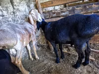 كبش, Hissar sheep — الصورة 2