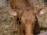 Bull, Simmental cattle — photo 7