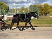 公马, Horses — 照片 5