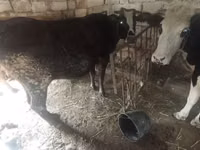 गाय, मवेशी — फ़ोटो 2