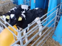 Bulle, Holstein-Rasse — Foto 6