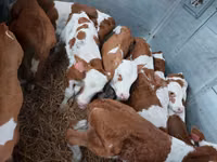 Touro, Simmental cattle — foto 1