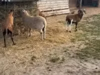 Qoyun, Cameroon sheep — foto 3