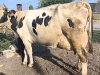 بقرة, Swiss cattle — الصورة 6