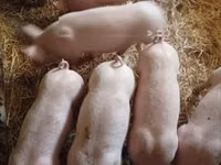 母猪 — 照片 3