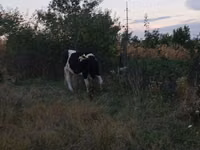 Vaca, Ganado vacuno — foto 4