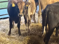 母牛, Simmental cattle — 照片 1