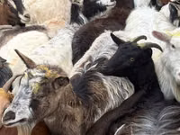 Cabra, Cabras — foto 2