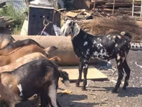 Țap, Nubian Goat — foto 3
