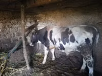 Bou, Rasa Holstein — foto 3
