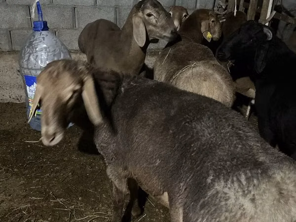 Capră, Capre