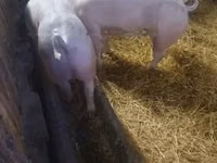 Scroafă, Porci — foto 3