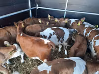 Bulle, Simmental cattle — Foto 2