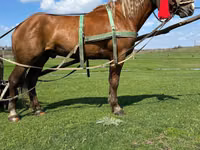 Horse (M), Horses — photo 4