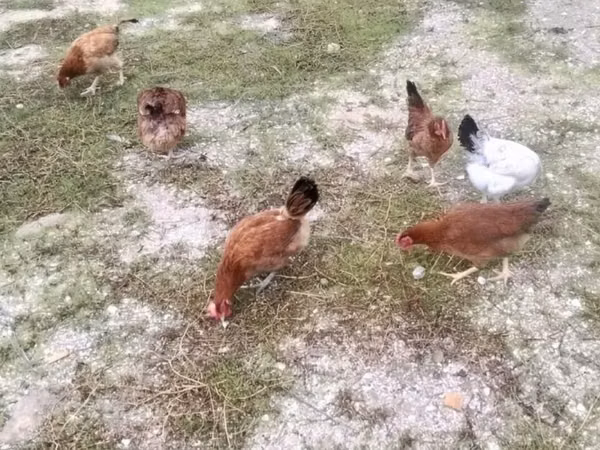 Chickens