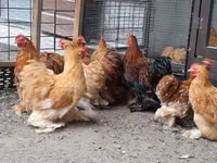 Pékin Bantam — photo 2