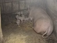 Cerda — foto 1