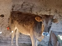 İnək, Swiss cattle — foto 4