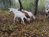 Chèvre, Nubian Goat — photo 4